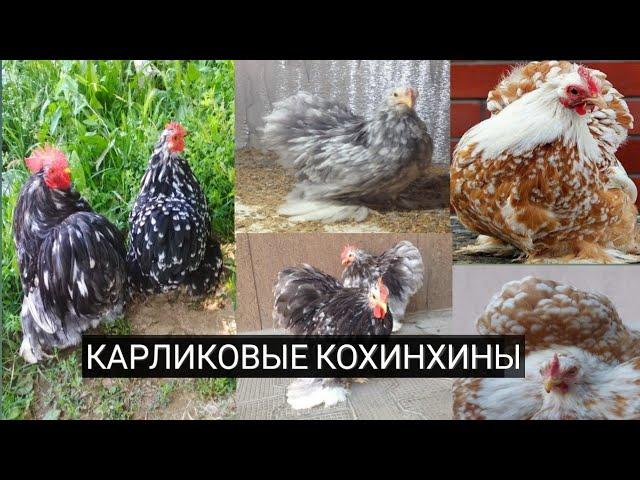 Карликовые кохинхины