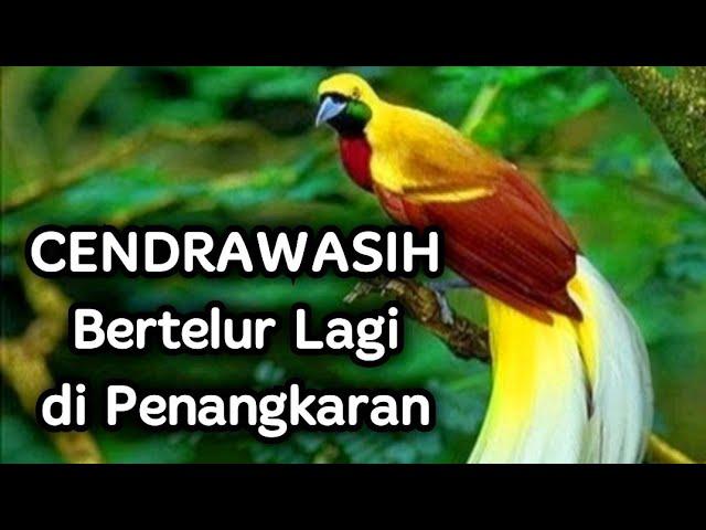 Penangkaran Burung Cendrawasih, Breeding Bird Of Paradese