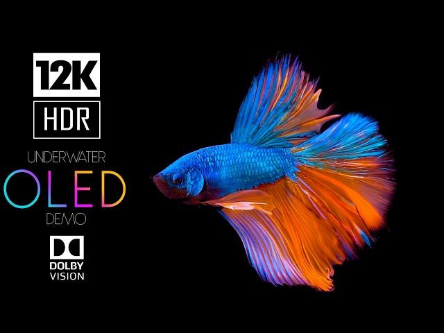 Underwater World OLED Demo HDR 12K Ultra HD Dolby Vision™ 60fps | Relaxing Piano Music