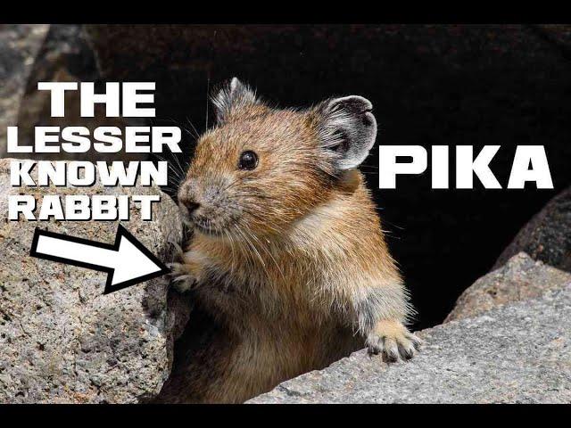 10 Pika Facts - The Mouse-eared Mountain Rabbit - Animal a Day P Week