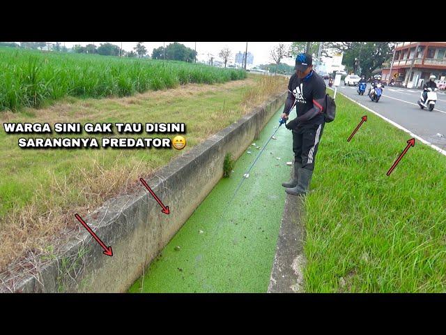 Rejeki Nomplok Nemu Sarang Ikan Gabus Umpan Jatuh Langsung Sambar