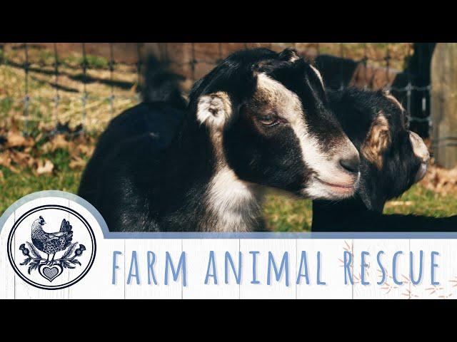 Animal Rescue Sanctuary in Pennsylvania: Farm Animals Get a Second Chance at Life