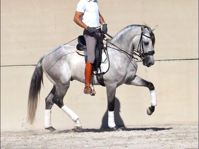 Noble Lusitano stallion with good movements for dressage. - CLEAN XRAYS - 2019-160CM