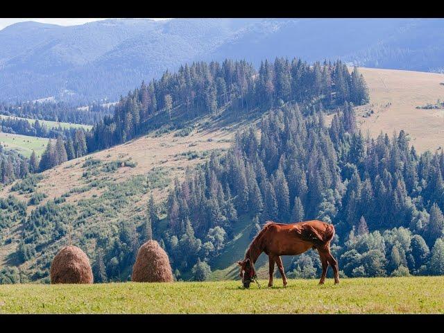 Experience the Music, Food, and Nature of the Ukrainian Zakarpattia