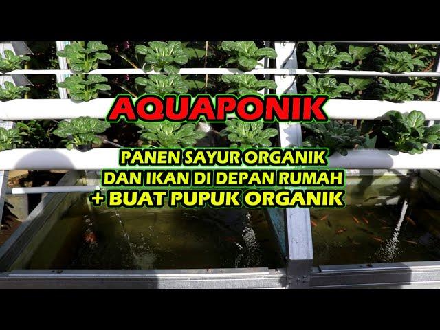 AQUAPONIK⁉️ INI RAHASIA SAYUR SUBUR DAN IKAN SEHAT DI AKUAPONIK‼️