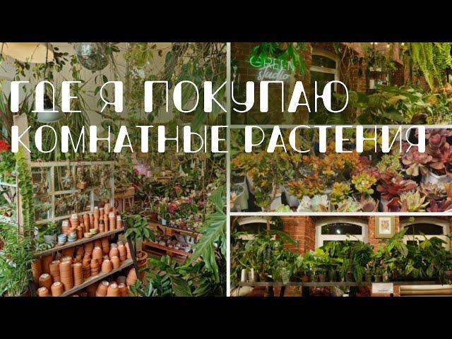 Где я покупаю комнатные растения: Магазины в Москве, закупки, маркеты.