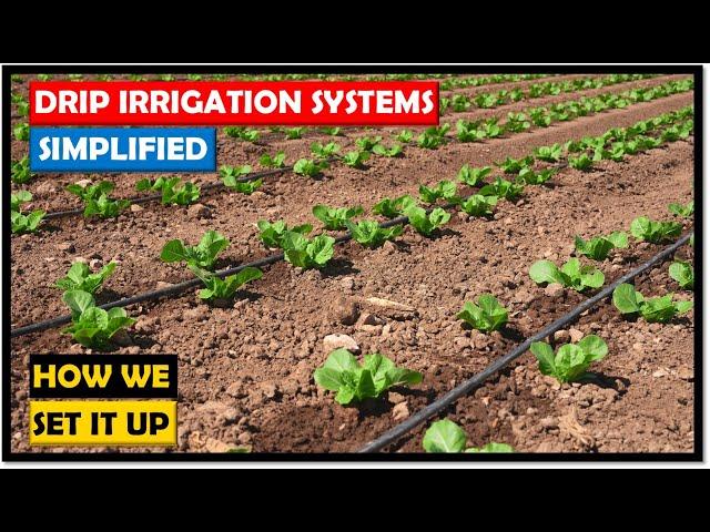 Farming in Zambia: Drip Irrigation Systems: Simple, Direct and Cost-effective