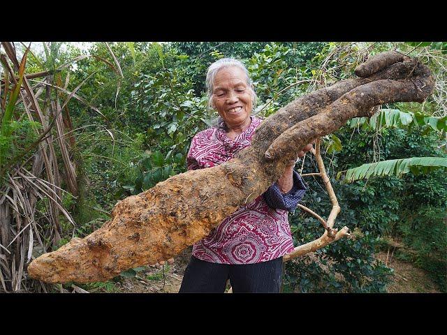 半人高的鑽地薯，種植一年有10斤，阿婆挖回給孫子做薯包肉Grandma uses super large sweet potatoes to make traditional Chinese food