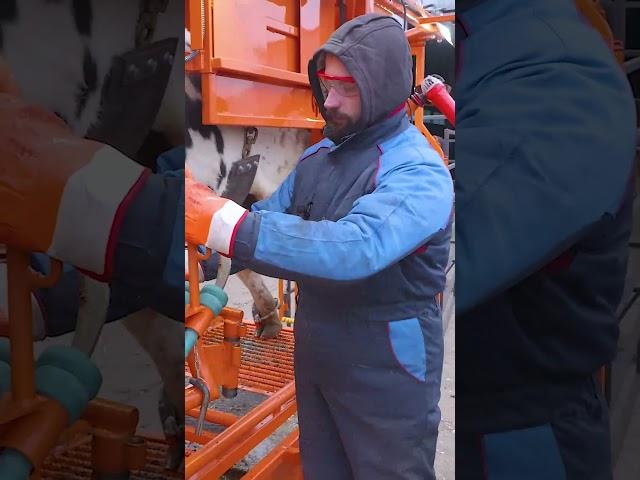 А вы уверены в своем СТАНКЕ? #ветеринар #агротехнологии #корова #сельскоехозяйство #животные #hoof