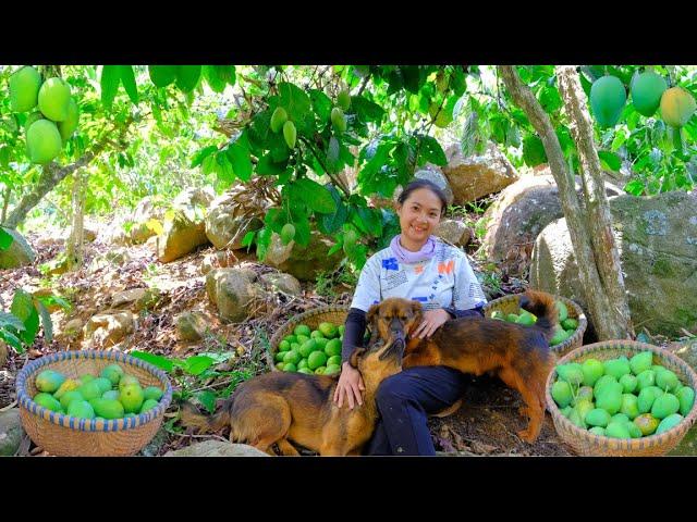 Harvesting Forest MANGO Goes To Market Sell - Cooking, Farm, Daily Life, Garden | Tieu Lien