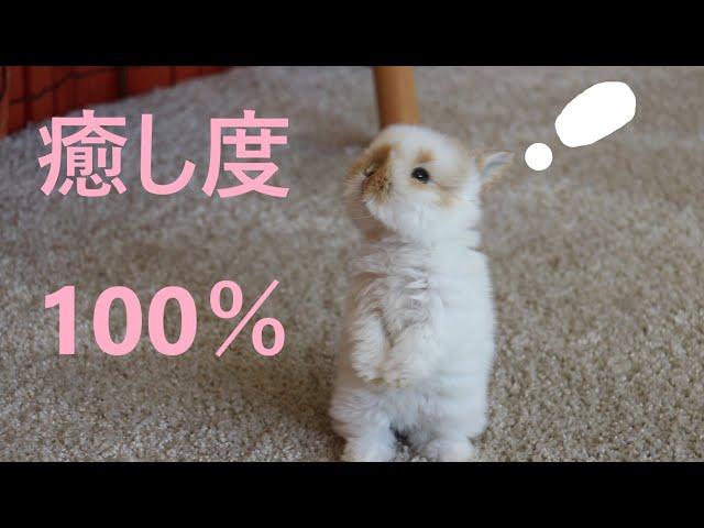 【うさぎさんのかわいい動画を集めてみました～】こりゃ、ほっこり、癒されます