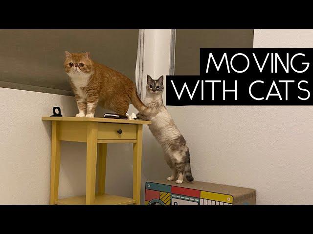 MOVING WITH CATS | SVEN AND ROBBIE