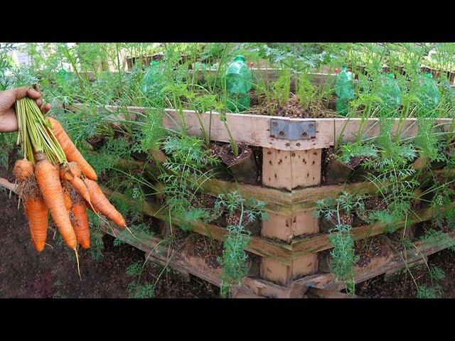 Use pallets to grow carrots for the family. You don't need to buy carrots from the market anymore