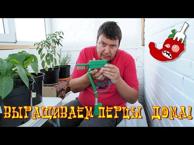 Как вырастить жгучий перец дома? Часть 15. Перец сбрасывает цвет + система автополива.