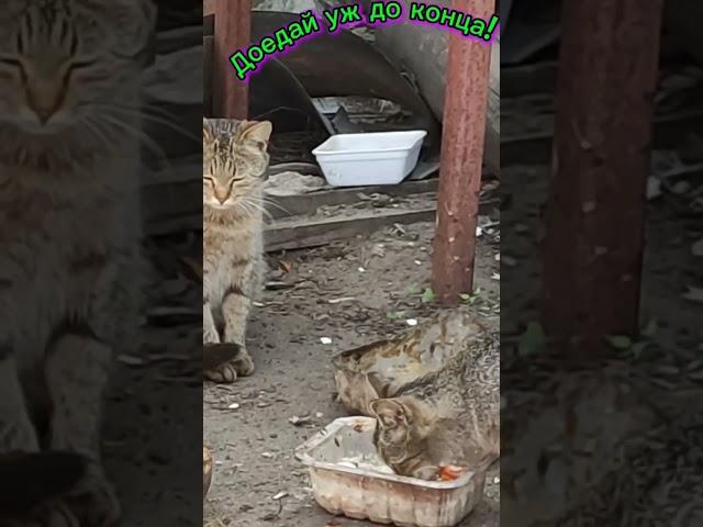 Доедай уж до конца!