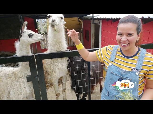 Animales de la granja reales para niños de preescolar Rancho Mágico lugares para visitar con niños