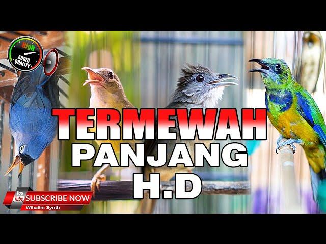 MASTERAN TERMEWAH  PANJANG FULL HD DI MUKA BUMI COCOK UNTUK SEMUA JENIS BURUNG KICAU !!