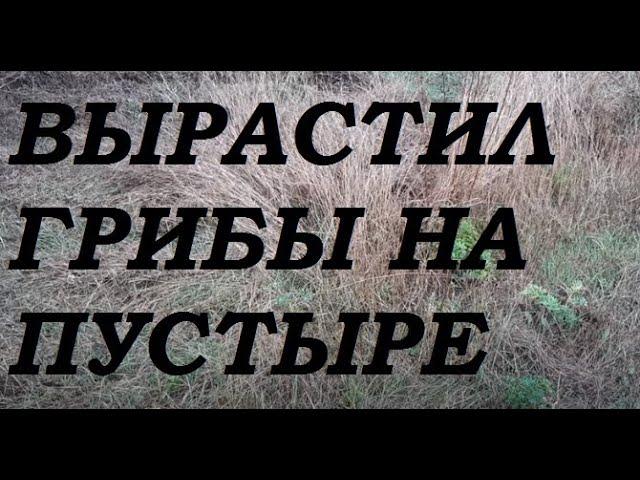 Выращивание грибов на пустыре, ряска малая, дикие собаки.