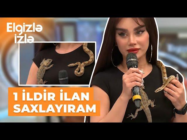 Elgizlə izlə | Üzərində ilan və kərtənkələ gəzdirən gənc xanım studiyaya gəldi