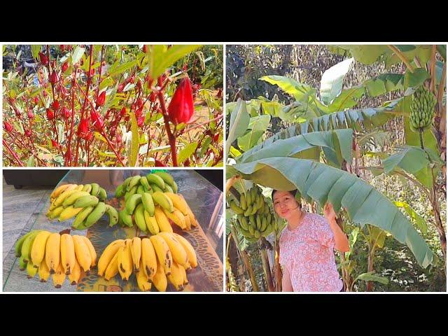 Harvesting time Fruit trees update