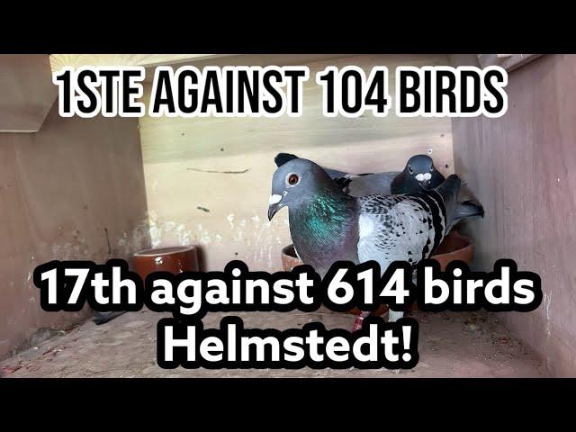 1st against 104 Birds on Helmstedt | 17th Against 614 in the department! | Racing pigeons |