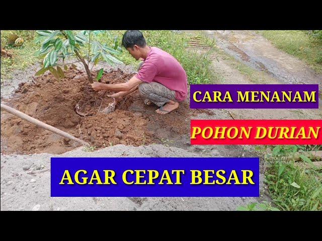 CARA MENANAM POHON DURIAN AGAR CEPAT BESAR