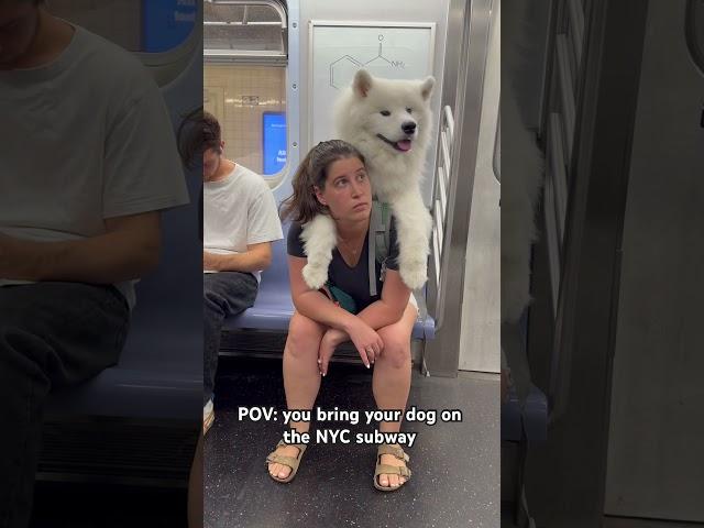 Taking my Samoyed in the NYC Subway!