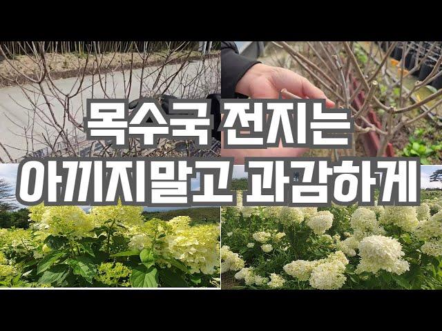목수국전지 핵심 포인트