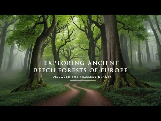 Exploring Europe's Ancient Beech Forests: Hidden Gems of the Continent