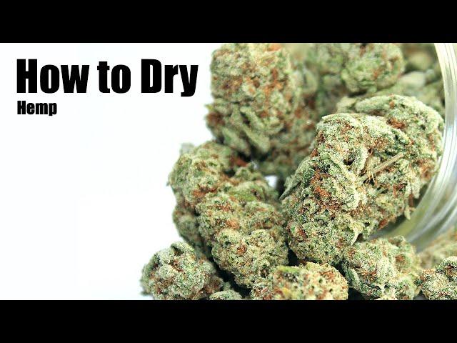 Drying and Curing Hemp