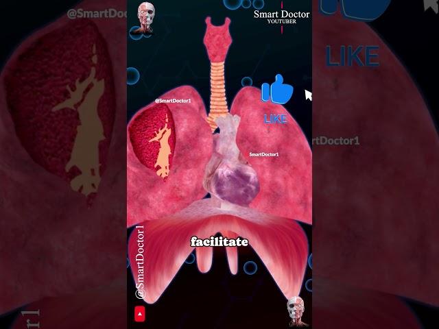 The Incredible Resilience of the Heart and Lungs 🫀 🫁