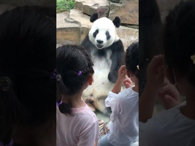 又是实名羡慕两位小姑娘的一天～ #panda #pandachina #giantpanda #cutepandas #大熊猫 #熊猫 #大熊猫飞云 #大连三宝 #熊猫界顶流 #国宝熊猫 #国宝大熊猫