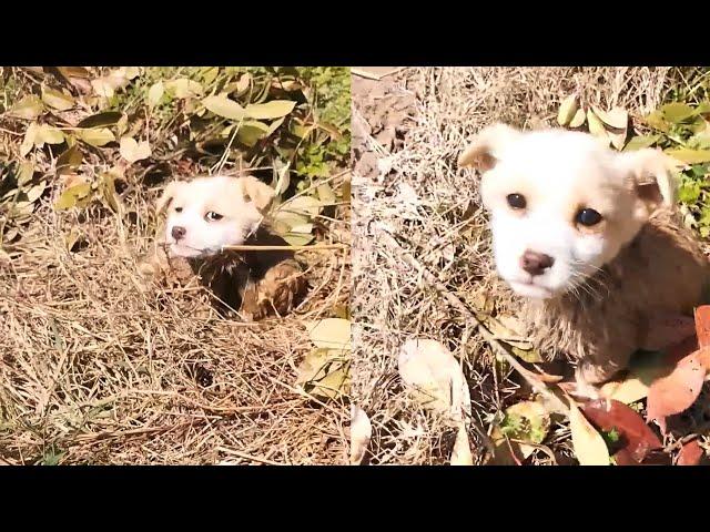 Lost stray puppy rolled in the mud, cried after being gently petted