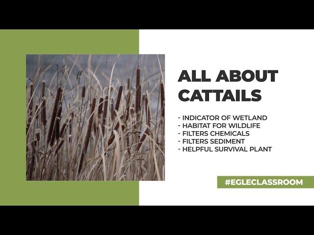 EGLE Classroom - All About Cattails [FULL]