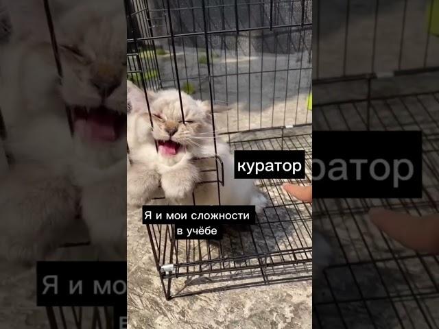 Вы знаете к кому обращаться в нашем колледже #дистанционноеобучение