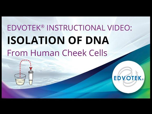 Isolation of DNA from Human Cheek Cells