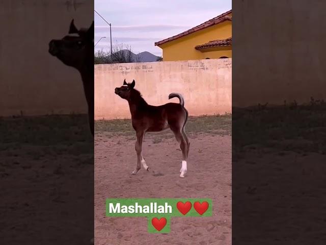 horse baby is very beautiful Arabian horse  mashallah ️️️