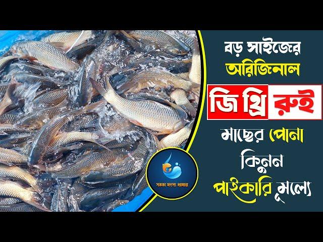 বড় সাইজের অরিজিনাল জি থ্রি রুই মাছের পোনা কিনুন পাইকারি মূল্যে || সততা মৎস্য খামার ২০২৪