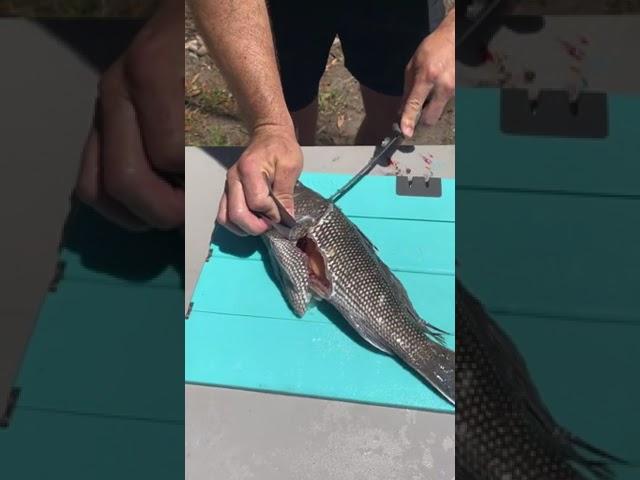 How To Fillet Black Sea Bass!