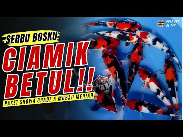 BURUAN!! STOCK KOI BLITAR SUANGAR SERBA MURAH MERIAH!! BODI MANTUL CALON SUPER JOS!!