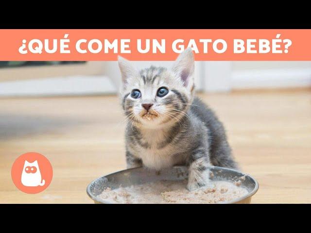 ¿Cómo ALIMENTAR a un GATO de 1 MES?  (Alimentación de un Gato Bebé)