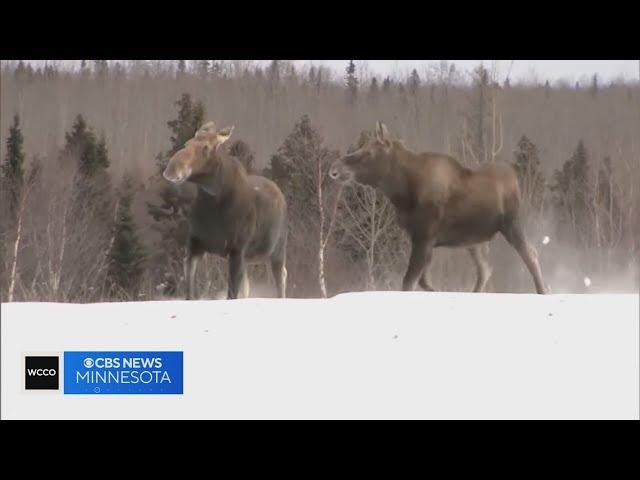 How is climate change affecting Minnesota's moose population?