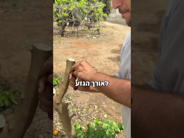 הרכבות הדרים חלק ב׳
