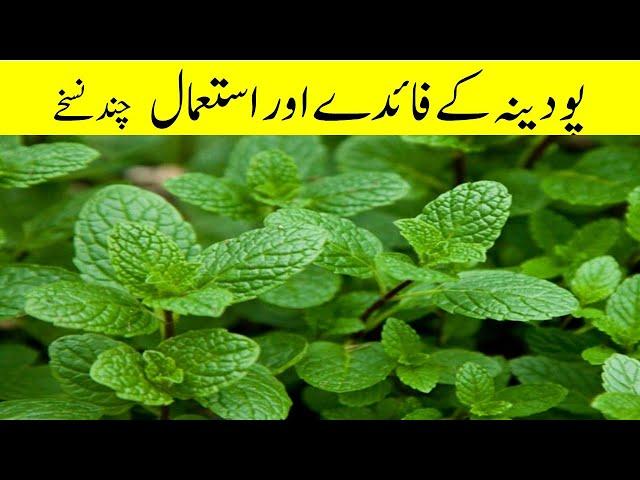 Pudina khane ke fayde || Pudina Benefits in urdu || Pudina ka istemal ||  Podina Ke Fayde