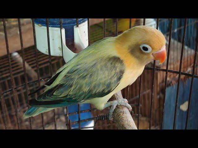 HARGA LOVEBIRD JENIS BIOLA DIKANDANG JEJAK FORESTER 21