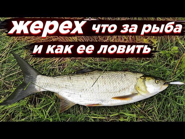 Жерех - что за рыба и как ее ловить