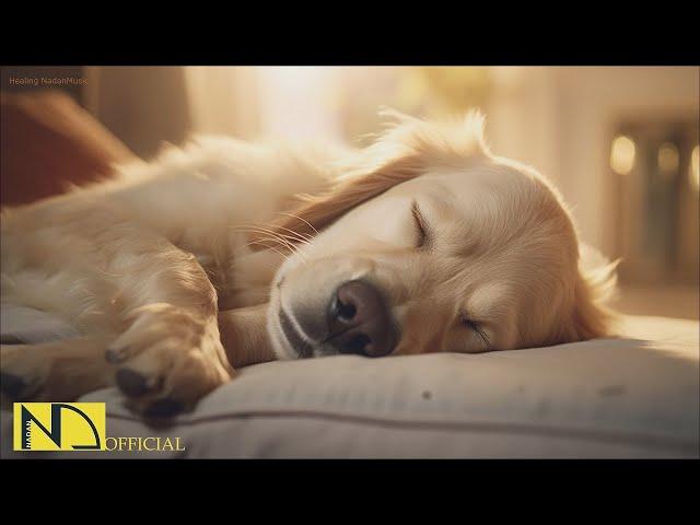 20 HOURS of Dog Calming Music For DogsAnti Separation Anxietystress relief music NadanMusic