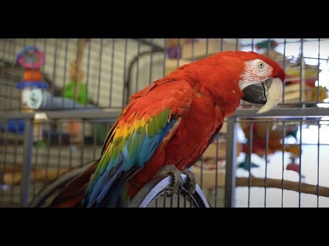 Rhode Island Parrot Rescue