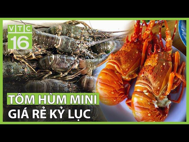 Tôm hùm mini giá rẻ kỷ lục | VTC16