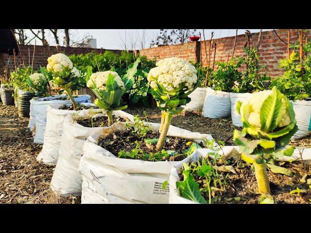 Beautiful Cauliflower Grow At Your Home Organically ||Organic gardening